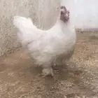 دجاجه كوشن