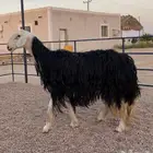 ارخال نجد كفوو