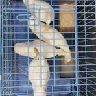 يوجد عدد 4 بط مع نص كيس اكل لهم للبيع بدون القفص