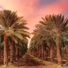 محصول نخل