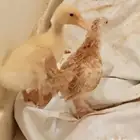 بطه
