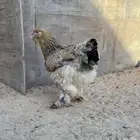 دجاج براهما