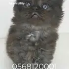 COCO   brown-black Scottish kitten