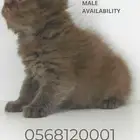 Cinnamon Scottish kitten