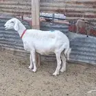 مطوقه طيبه مضرع شرط
