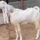 فحل أجم مطور مشروك خصم ابيض ابرص سلالة فواخر