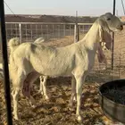 عنز مشروكه معها جفره فاخره
