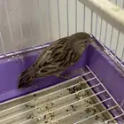 كناري اوروبي