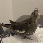 للبيع فرخ كروان نورمل اليف