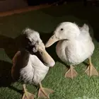 بطتين للبيع كبار