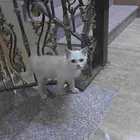 بسة لتبني