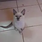 قط التبني بدون مقابل