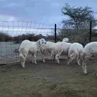 5 رخال صنف
