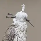 مطلوب جير تبع
