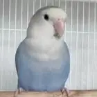 روز ببغاء