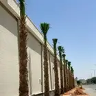 يوجد جميع انواع النخيل عربي وشنطني جميع المقاسات