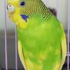 ذكور بلابل بادجي للبيع