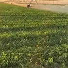 رشاش 65 هكتار للايجار بسيطا