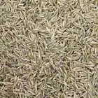 شعير بلدي غير معدل وراثيا شي