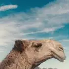 ابحث عن عمل شغل في كرفانات او الابل تطبيع