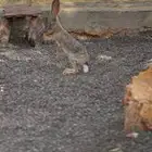 ارنب حره عدنه