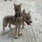 مطلوب جرو ذيب ف الطايف