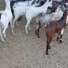 مطلوب تيوس صغيرة جدا