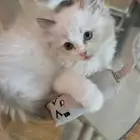 قط ابيض شيرازي عمر شهرين