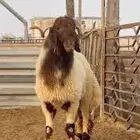 مطلوب فحل نعيمي يقرع على المسك