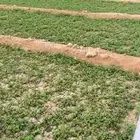 مطلوب مزرعه