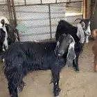 نشتري الغنم الهزيله والضعيف بجميع الكميات