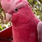 مطلوب كوكاتو قالا فرخ ب 2000 ريال