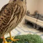 مطلوب شبوط