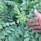 شتله الكاري