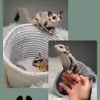 شوقر قلايدر السنجاب الطائر