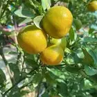 شتلات ليمون بنكه الزنجبيل