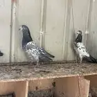 طبات سلفر وهندي