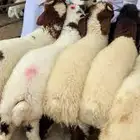 ذبيحتك بضمان الطبيب البيطري (نعيمي لأهل الرياض)