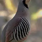 حجل شنير
