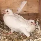 زغاليل فرنسي