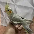كروانات اليفه جداا