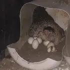 دجاجة راجنه مع فروخه