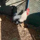 ديك بلدي للبيع