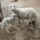 رخله حريه تحتها انثى