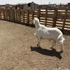 الذيبيه