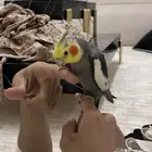 زوج كروان للبيع