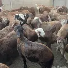 طليان سواكني و حري اضاحي