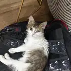 قطه للتبني السريع