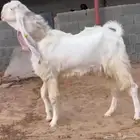 فحل أجم مطور مشروك خصم ابيض ابرص...هامةوقامة...سلالة فواخر