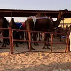 عشاير ل البيع سلم وشروط